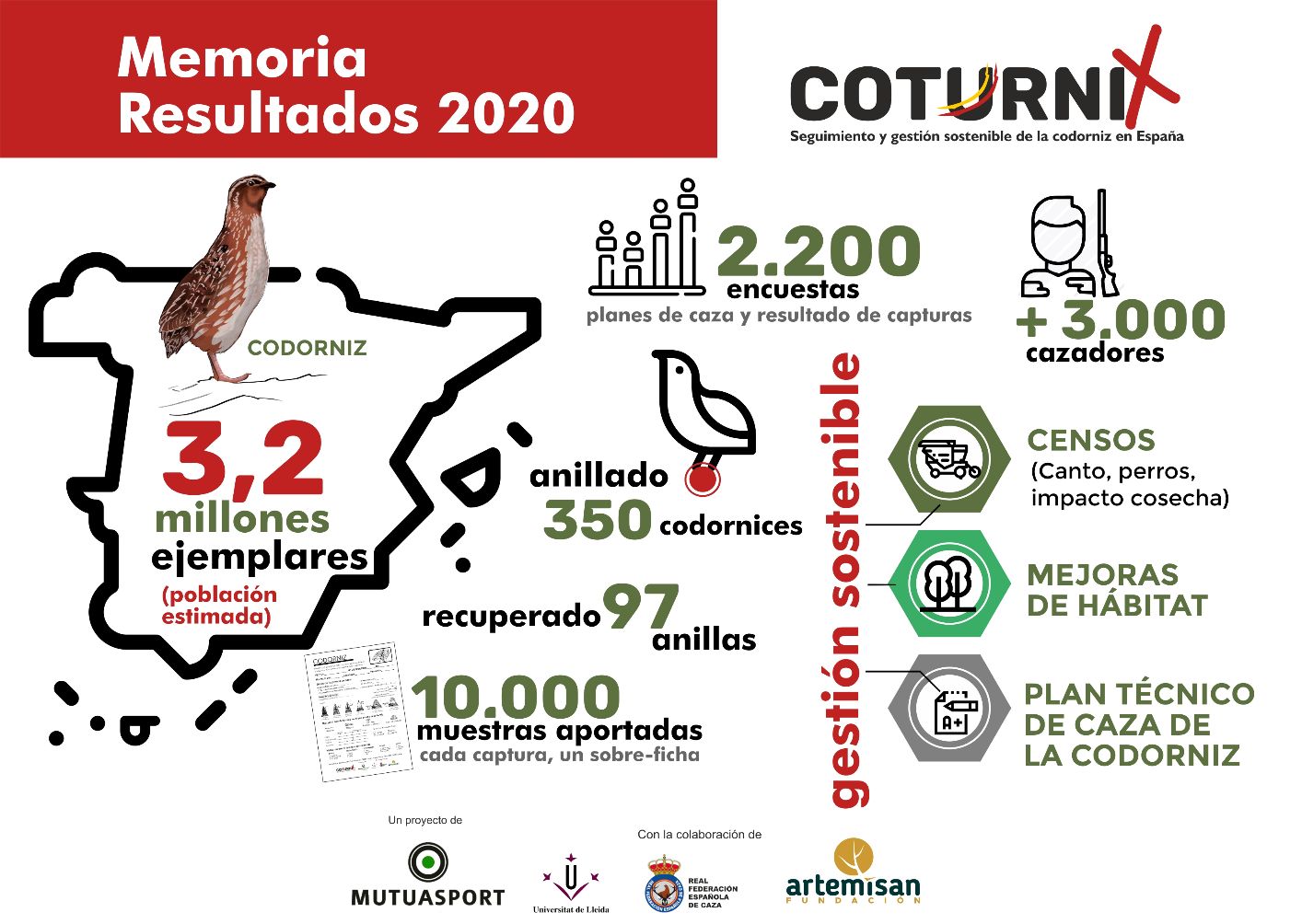 La codorniz mantiene un buen nivel de abundancia en España, con una estimación de 3,2 millones de ejemplares.